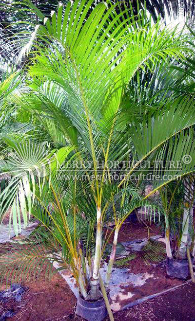 Chrysalidocarpus lutescens (Areca palm)